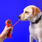 Communication Protocols: From TCP/IP to IoT, Securing Data Exchange Even in Dog Thermometers