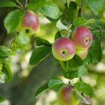 Vancouver WA Tree Trimming: Safeguarding Roads with Professional Pruning