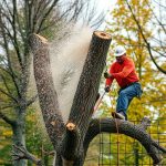 Portland OR Tree Removal: Understanding Selective Retention for Urban Landscapes