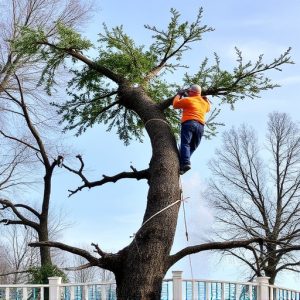 tree-removal-640x480-53881932.jpeg