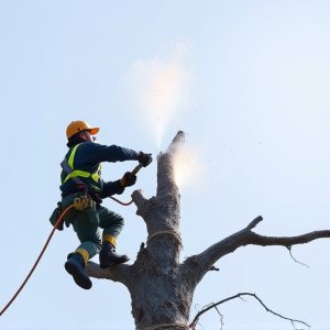 tree-removal-640x480-64574497.jpeg