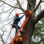 Reforestation Services Vancouver WA: Revitalizing Greenspaces Through Expert Care