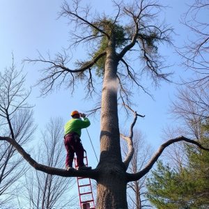 tree-removal-640x480-84554771.jpeg