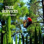 Winter Tree Preparation: Vancouver WA Tree Services for Optimal Health