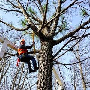 tree-services-640x480-6382841.jpeg