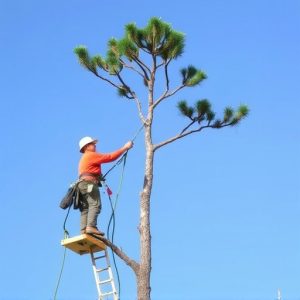 tree-services-640x480-6826830.jpeg