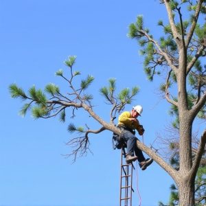 tree-services-640x480-71086735.jpeg