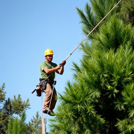 tree trimming