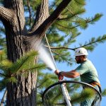 Portland OR Tree Trimming: Essential Urban Forest Management Techniques