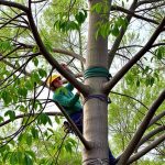 Vancouver WA Arborist: Mastering Structural Pruning Techniques for Healthy Trees