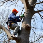 Vancouver WA Arborists: Drought Stress Management Strategies for Resilient Plant Life