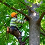 Invasive Species Management in Vancouver WA: Strategies for Arborists & Communities