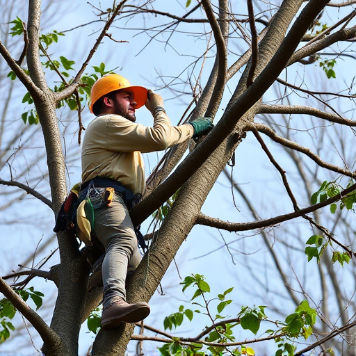 arborist