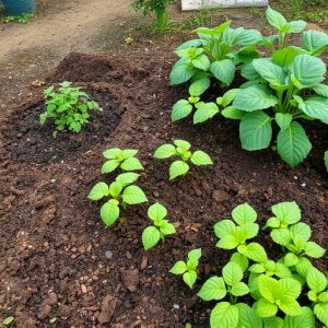 composting-compost-vermiculture-640x480-13920491.jpeg