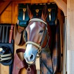 Equestrian Equipment: Feeders, Care, and Innovative Technologies