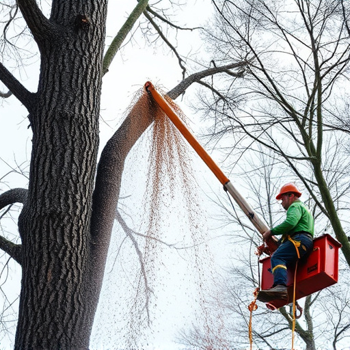 tree removal