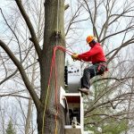 Portland OR Tree Removal: Insuring Safety, Liability Protection & Compliance