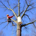 Vancouver WA Tree Removal: Expert Site Preparation for Enhanced Property Value