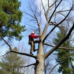 Vancouver WA Tree Services: Renting Equipment for Efficient, Safe Care