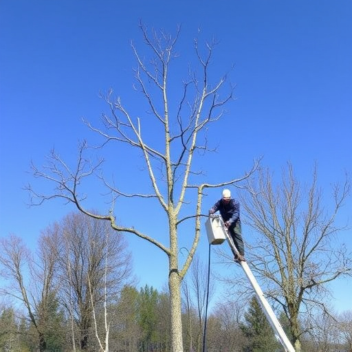 tree services