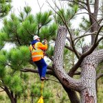 Portland OR Tree Services: Effective Pest Control & Long-term Protection