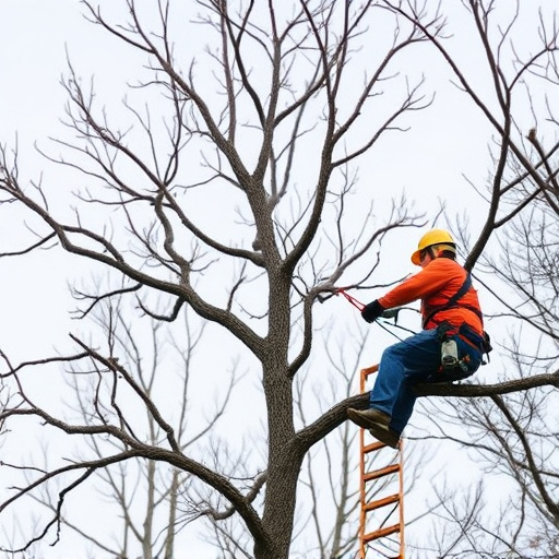 tree-services-640x480-54450702.jpeg