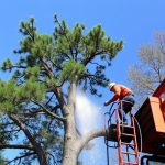 Portland OR Tree Services: Safeguarding Urban Greens during Construction