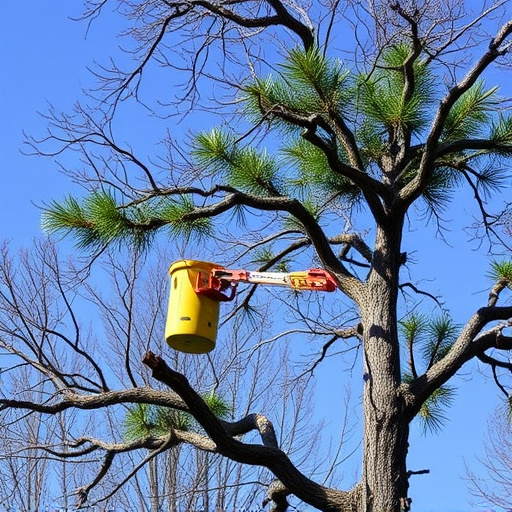 tree services