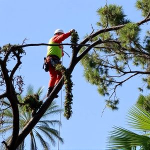 tree-services-640x480-80092358.jpeg