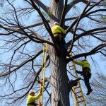 Vancouver WA Tree Services: Expert Chainsaw Operators for Safe, Efficient Work