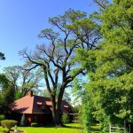 Vancouver WA Tree Services: Optimizing Watering Schedules for Healthy Trees