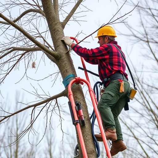 tree trimming