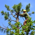 Vancouver WA Tree Trimming: A Comprehensive Guide for Young Trees