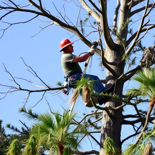 tree trimming