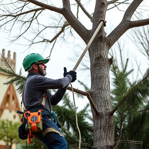 tree trimming