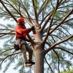 Mastering Portland OR Tree Trimming: Safety, Benefits & Choosing Experts