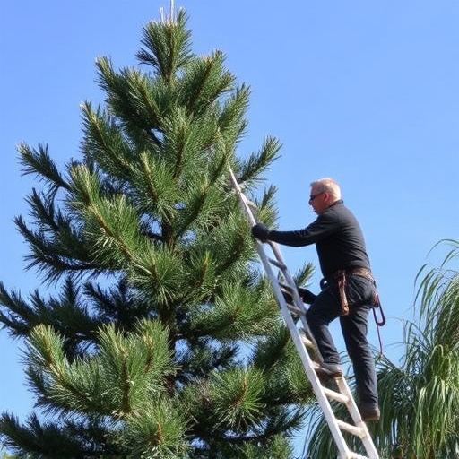 tree trimming
