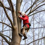 Portland OR Tree Trimming: Mastering Dense Canopy Care for Healthy Trees