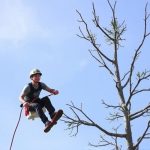 Portland OR Tree Trimming: Essentials, Benefits, and Common Services