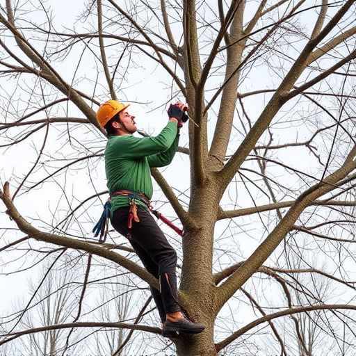 tree trimming