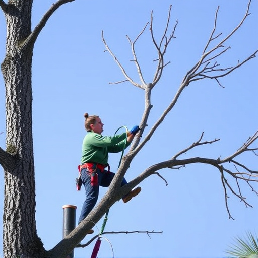 tree-trimming-640x480-78914129.jpeg