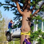 Post-Storm Landscape Restoration: Portland OR Tree Trimming Guide