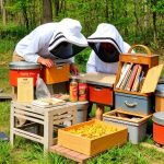 Optimizing Beekeeping Supplies: Choosing the Right Strainers for Your Hive