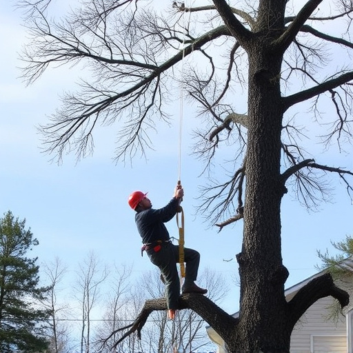 tree removal