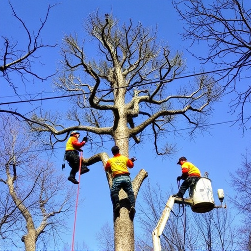 tree-services-640x480-15534290.jpeg
