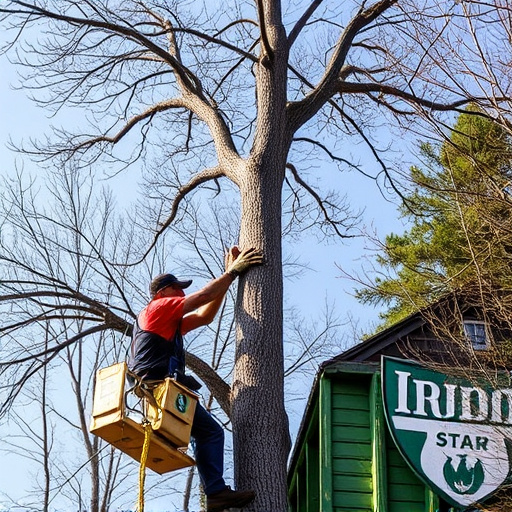 tree services