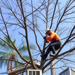 tree-trimming-640x480-21287424.jpeg