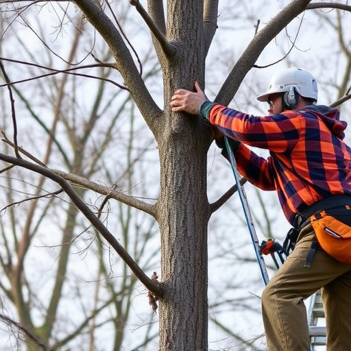 tree trimming