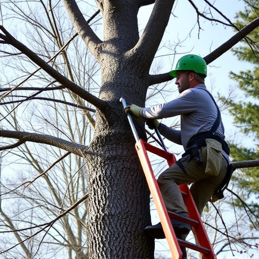 tree trimming