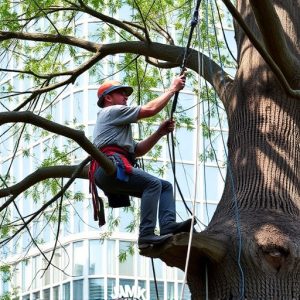 arborist-640x480-10289009.jpeg